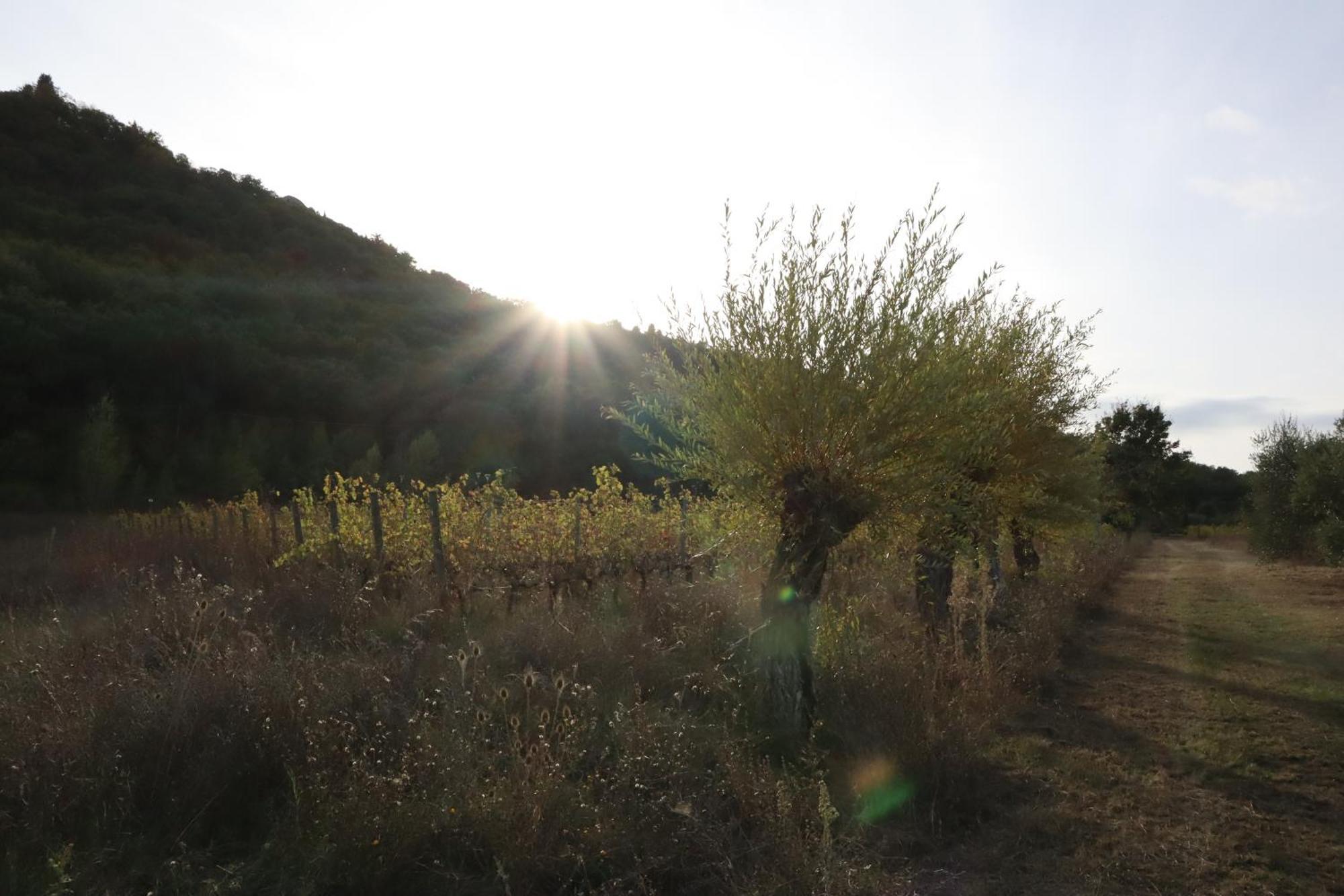 Bed and Breakfast Abbadia Wine Relais Montefollonico Экстерьер фото